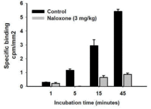 Receptor occupancy graphic image