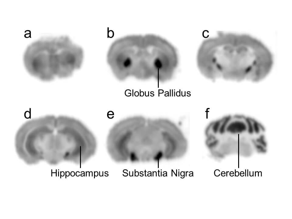 Receptor Autoradiography Services Gifford Bioscience