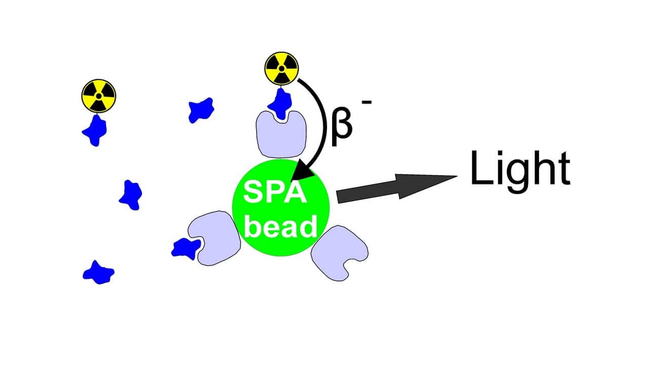 Radioligand Binding Assay Services Gifford Bioscience