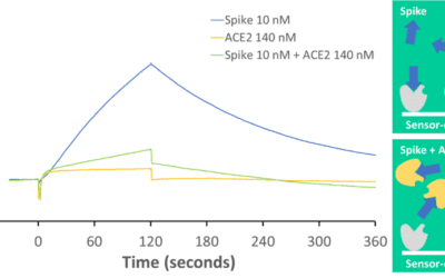 COVID-19 Decoy: ACE2 in Solution “Decoys” Spike Protein, Inhibiting Binding to Surface Bound ACE2