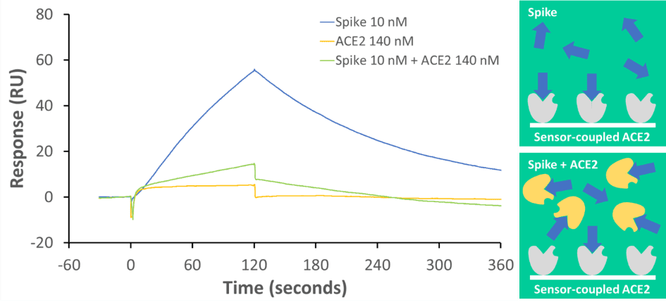 COVID-19 Decoy: ACE2 in Solution “Decoys” Spike Protein, Inhibiting Binding to Surface Bound ACE2