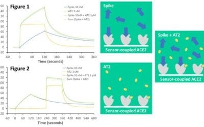 Small Molecules, Binding to AT2 Site on ACE2, Unlikely to Prevent COVID-19 Spike Protein Binding