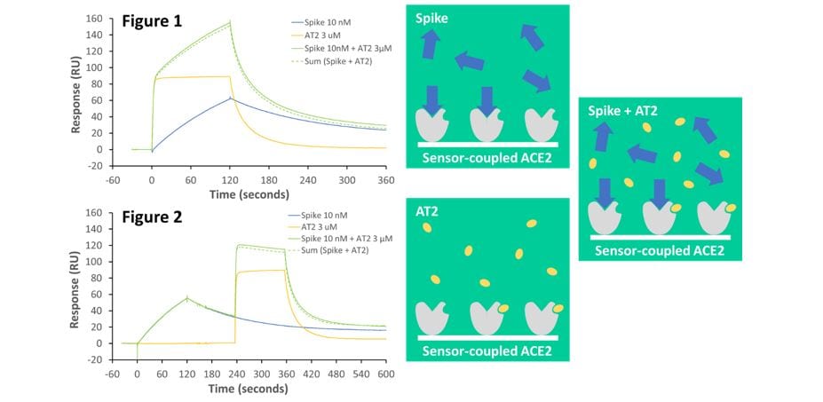 Small Molecules, Binding to AT2 Site on ACE2, Unlikely to Prevent COVID-19 Spike Protein Binding