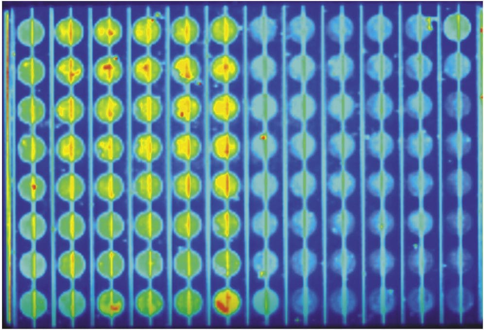 Release of calcium image