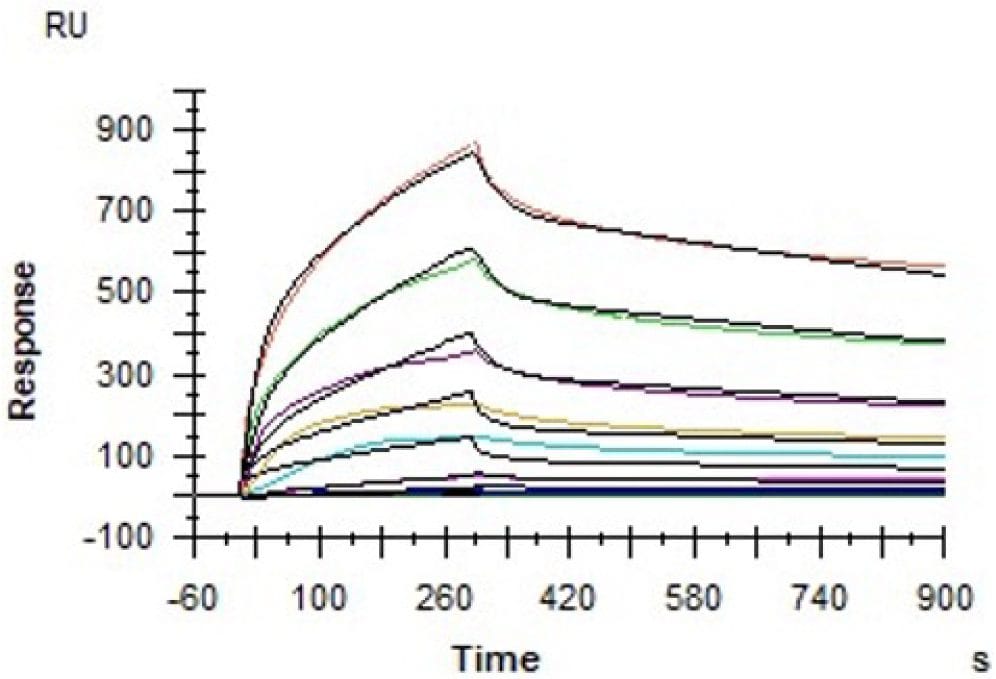 SPR insulin binding graph readout
